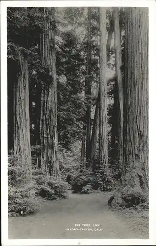 Baeume Trees Big Tree Inn La Honda Canyon California Kat. Pflanzen