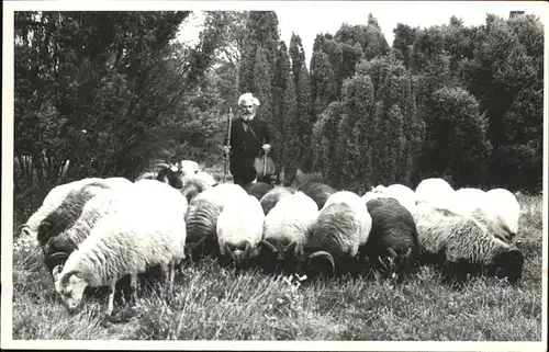 Hirte Schafe  Kat. Landwirtschaft