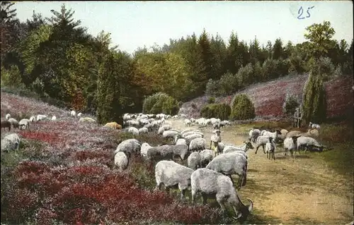 Schafe Heidschnucken Lueneburger Heide Kuenstlerkarte Nr. 213 Kat. Tiere