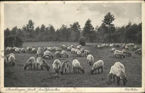 Schafe Lueneburger Heide Kat. Tiere