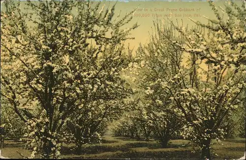 Baeume Trees Prune Orchard San Jose California Kat. Pflanzen