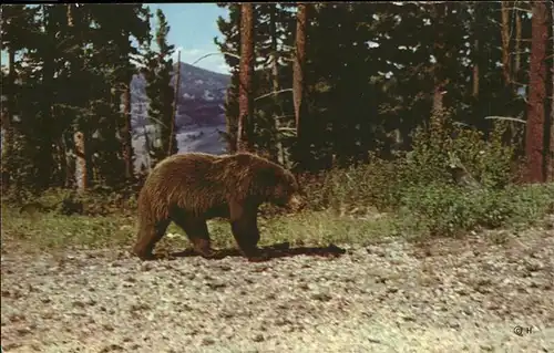 Baeren Yellowstone National Park San Francisco Kat. Tiere