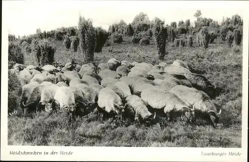 Schafe Lueneburger Heide Heidschnucken Kat. Tiere