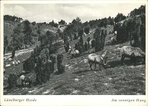 Schafe Lueneburger Heide Kat. Tiere