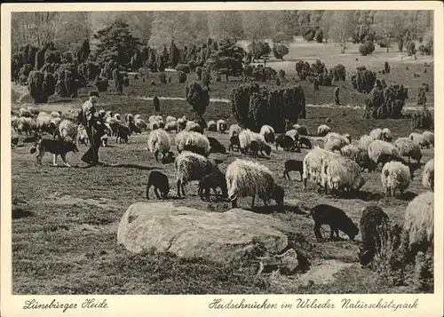 Schafe Heidschnucken Lueneburger HeideWildseder Naturschutzpark Kat. Tiere