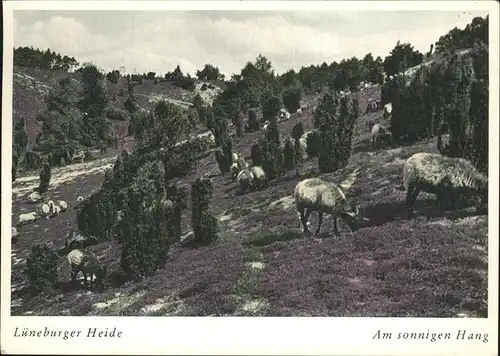 Schafe Lueneburger Heide Kat. Tiere