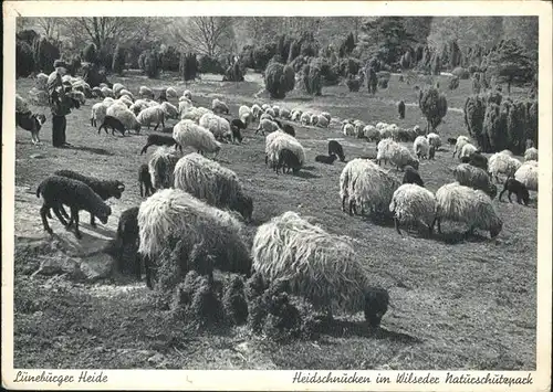 Schafe Lueneburger Heide Wildseder Naturschutzpark Kat. Tiere