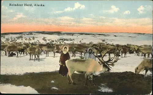 Hirsch Rentiere Reindeer Herd Alaska Kat. Tiere