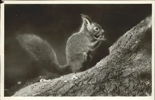 Tiere Eichh?rnchen K?nigsfeld Doniswald Kat. Tiere