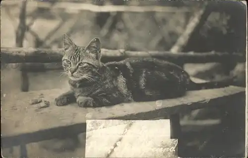 Katzen Getigerte Katze Argauerwald Kat. Tiere