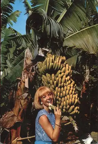 Bananen Baum Canarias Kat. Pflanzen