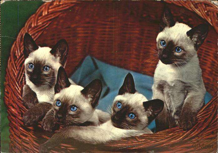 weiße Kartze blaue Augen 1980 schwarze Pfoten Tier: Khmer-Katze