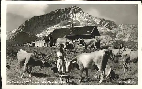 Kuehe Hochalm Alpspitze Kat. Tiere