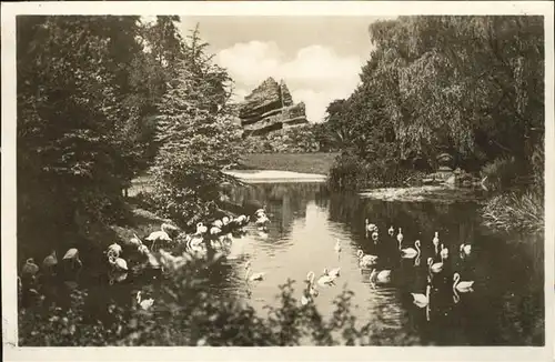 Hagenbeck Flamingos Schwaene Affenfelsen Stellingen Hamburg Kat. Tiere