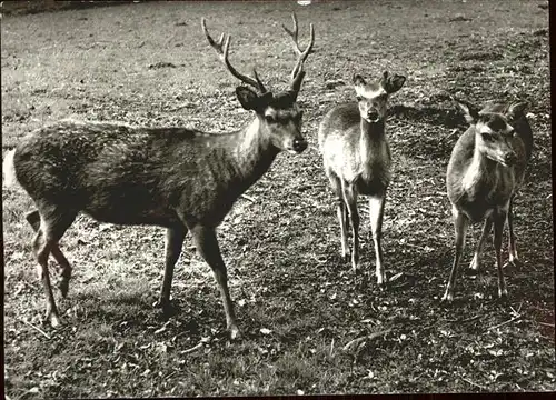 Hirsch Rehe Kat. Tiere