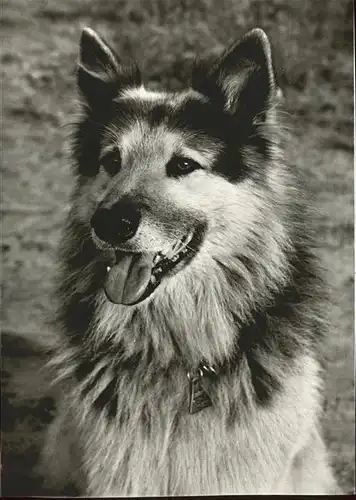 Hunde Ajax Film Mein bester Freund Kat. Tiere