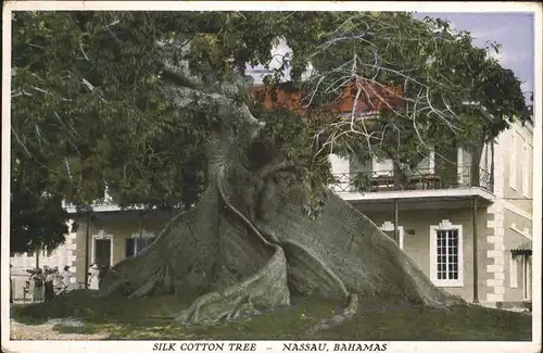 Baeume Trees Bahamas Nassau Silk Cotton Tree Kat. Pflanzen