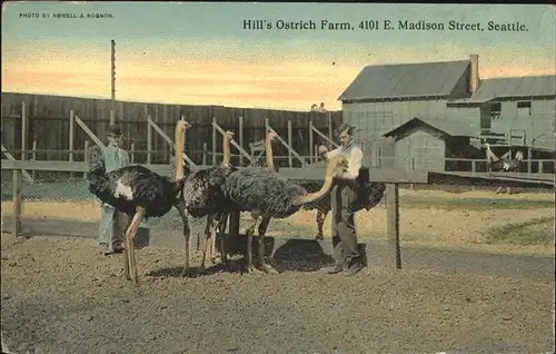 Tiere Vogel Strauss Hills Ostrich Farm Seattle Kat. Tiere