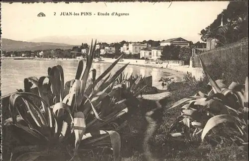 Juan-les-Pins Juan-les-Pins Etude Agaves * / Antibes /Arrond. de Grasse