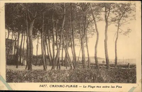 Carnac Morbihan Carnac Plage Pins * / Carnac /Arrond. de Lorient