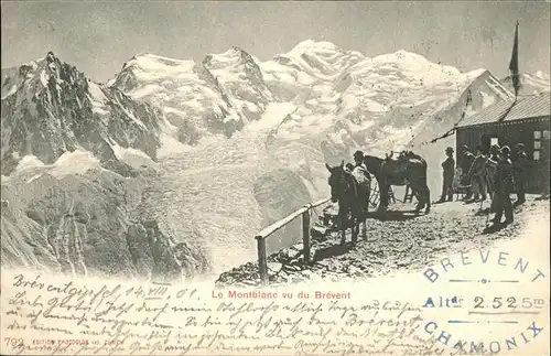 Mont Blanc Pferd Kat. Chamonix-Mont-Blanc