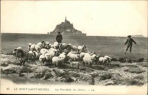 Le Mont-Saint-Michel Schafe Kat. Le Mont-Saint-Michel