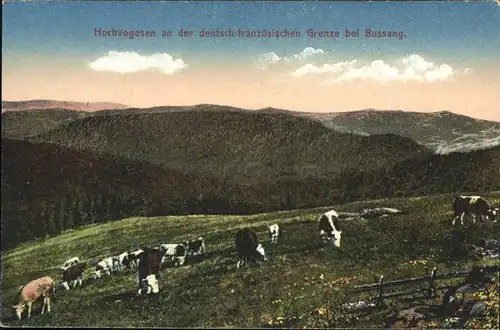 Bussang Vosges Hochvogesen an der deutsch franzoesischen Grenze Kuehe Kat. Bussang