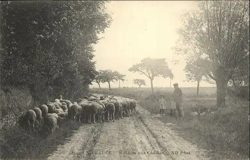 Beauce Moulons aux Champs *