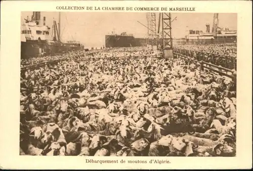 ww85413 Marseille Marseille Debarquement Moutons Algerie Hafen * Kategorie. Marseille Alte Ansichtskarten