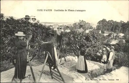 Cannes [Verlag Maillan] Cote Azur Cueillette Fleurs Orangers *