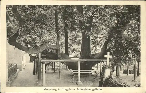 Baeume Trees Auferstehungslinde Annaberg i. Erzgebirge Kat. Pflanzen