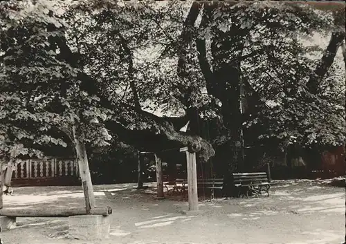 Baeume Trees Auferstehungslinde Annaberg Buchholz  Kat. Pflanzen