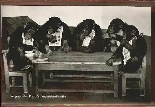 Zoo Wuppertal Schimpansen Familie Kat. Tiere