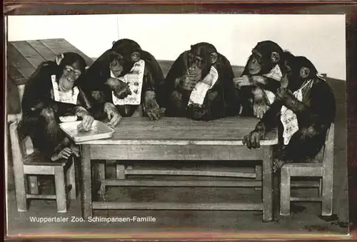 Zoo Wuppertal Schimpansen  Kat. Tiere
