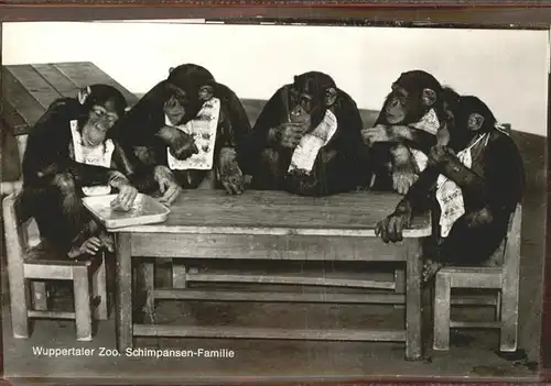 Zoo Wuppertal Schimpansen Familie Kat. Tiere