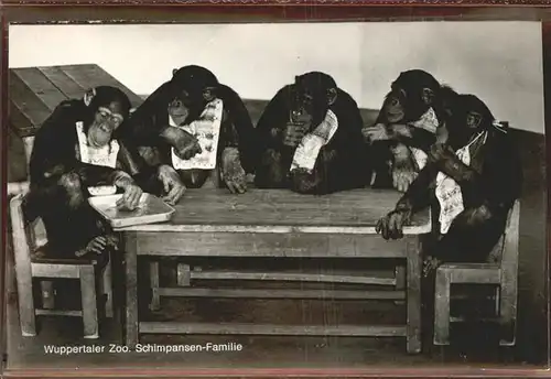 Zoo Wuppertal Schimpansen Kat. Tiere