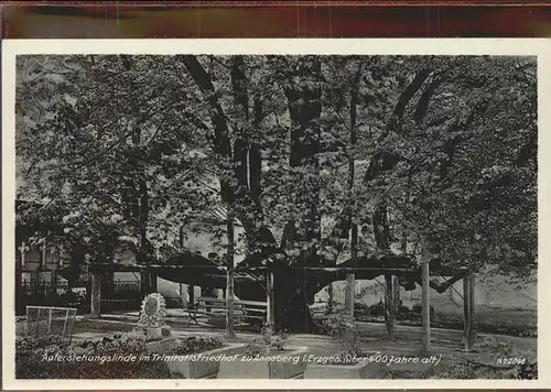 Baeume Trees Auferstehungslinde Trinitatisfriedhof Annaberg  Kat. Pflanzen