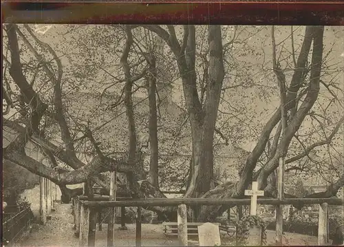 Baeume Trees Auferstehungslinde Annaberg im Erzgebirge Kat. Pflanzen