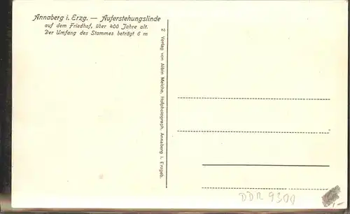 Baeume Trees Auferstehungslinde Annaberg im Erzgebirge Kat. Pflanzen