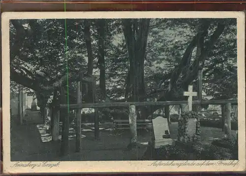 Baeume Trees Auferstehungslinde Friedhof Annaberg im Erzgebirge Kat. Pflanzen