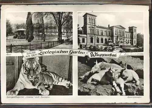 Zoo Wuppertal Bengaltigerin Saida Zwergziegen Kat. Tiere