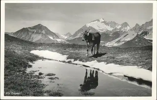 Kuehe Alp Drusen  Kat. Tiere