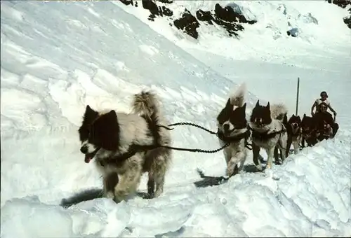 Hunde Polar Schlitten Jungfraujoch Kat. Tiere