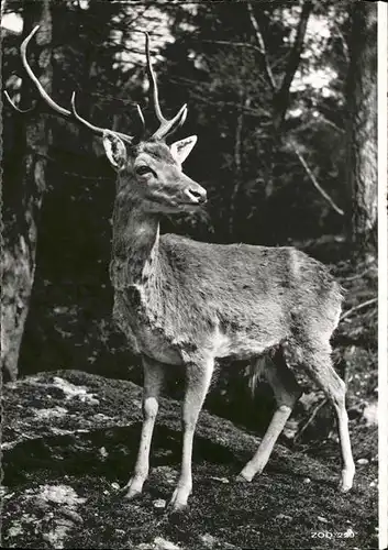 Hirsch Zoologischer Garten Zuerich Kat. Tiere