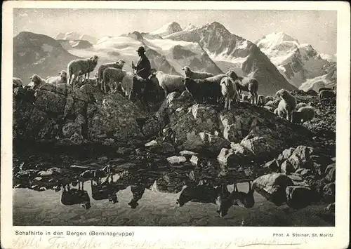 Foto Steiner St Moritz Hirte Schafe Bergen Berninagruppe  Kat. Fotografie