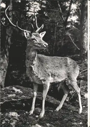 Hirsch Zoologischer Garten Zuerich Kat. Tiere