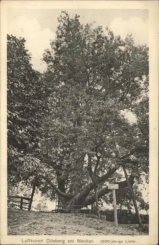 Baeume Trees Linde Dilsberg am Neckar Kat. Pflanzen