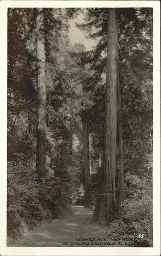 Baeume Trees Redwood Path Muir Woods California  Kat. Pflanzen