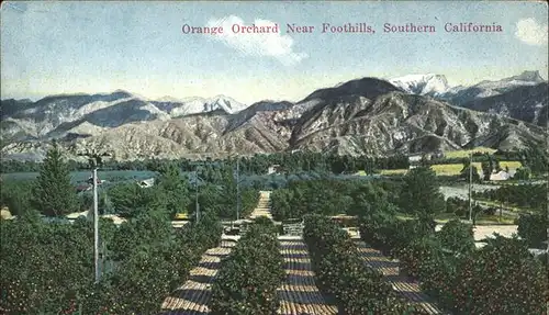 Baeume Trees Orange Orchard Foothills Southern California Kat. Pflanzen