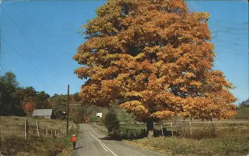 Baeume Trees New Jersey Pennsylvania autumn Kat. Pflanzen